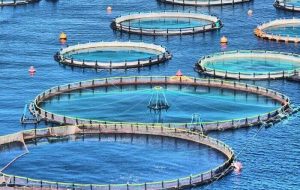 نوید شکوفایی ظرفیت های مغفول پرورش ماهی درمناطق گرمسیری کهگیلویه وبویراحمد