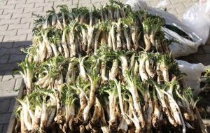 پنج گونه گیاه مرتعی کهگیلویه و بویراحمد در خطر انقراض قرار دارد