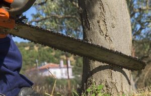 ماجرای قطع ۴۰۰ اصله درخت ثمری درگنجه ای بویراحمد