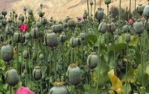 هیچ مجوزی برای کشت گیاهان مخدر صادر نشده است هیچ مجوزی برای کشت گیاهان مخدر صادر نشده است