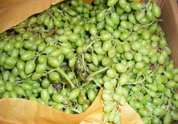 خواص باورنکردنی غوره در طب اسلامی و مدرن + عوارض خواص باورنکردنی غوره در طب اسلامی و مدرن + عوارض