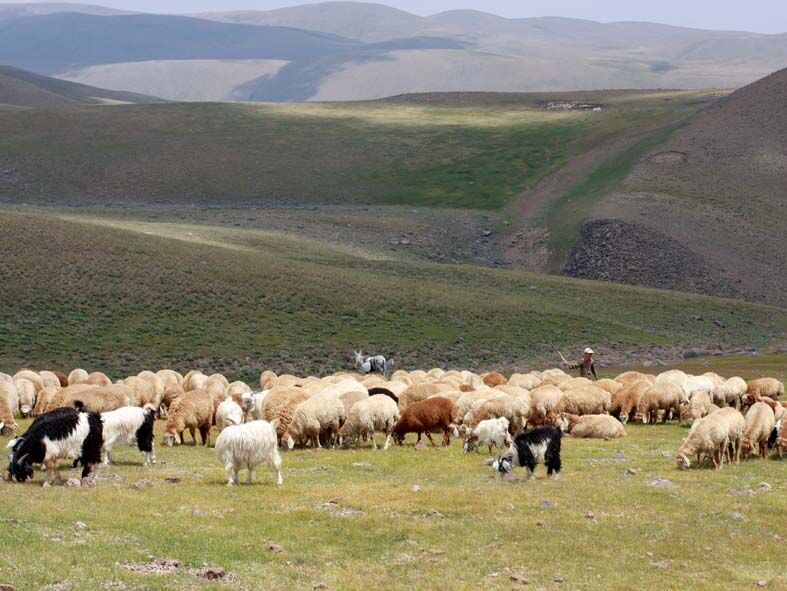 بیش از۳۱۴هزار هکتار از مراتع کهگیلویه و بویراحمد به بهره‌برداران واگذار شد