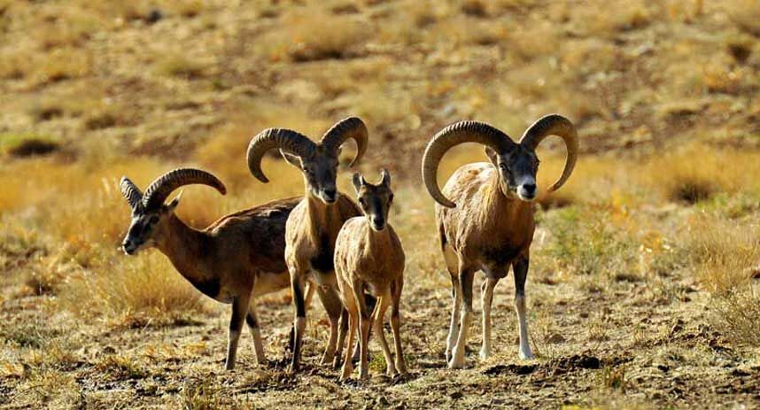 جوامع محلی چگونه با حیات وحش مواجه شوند؟