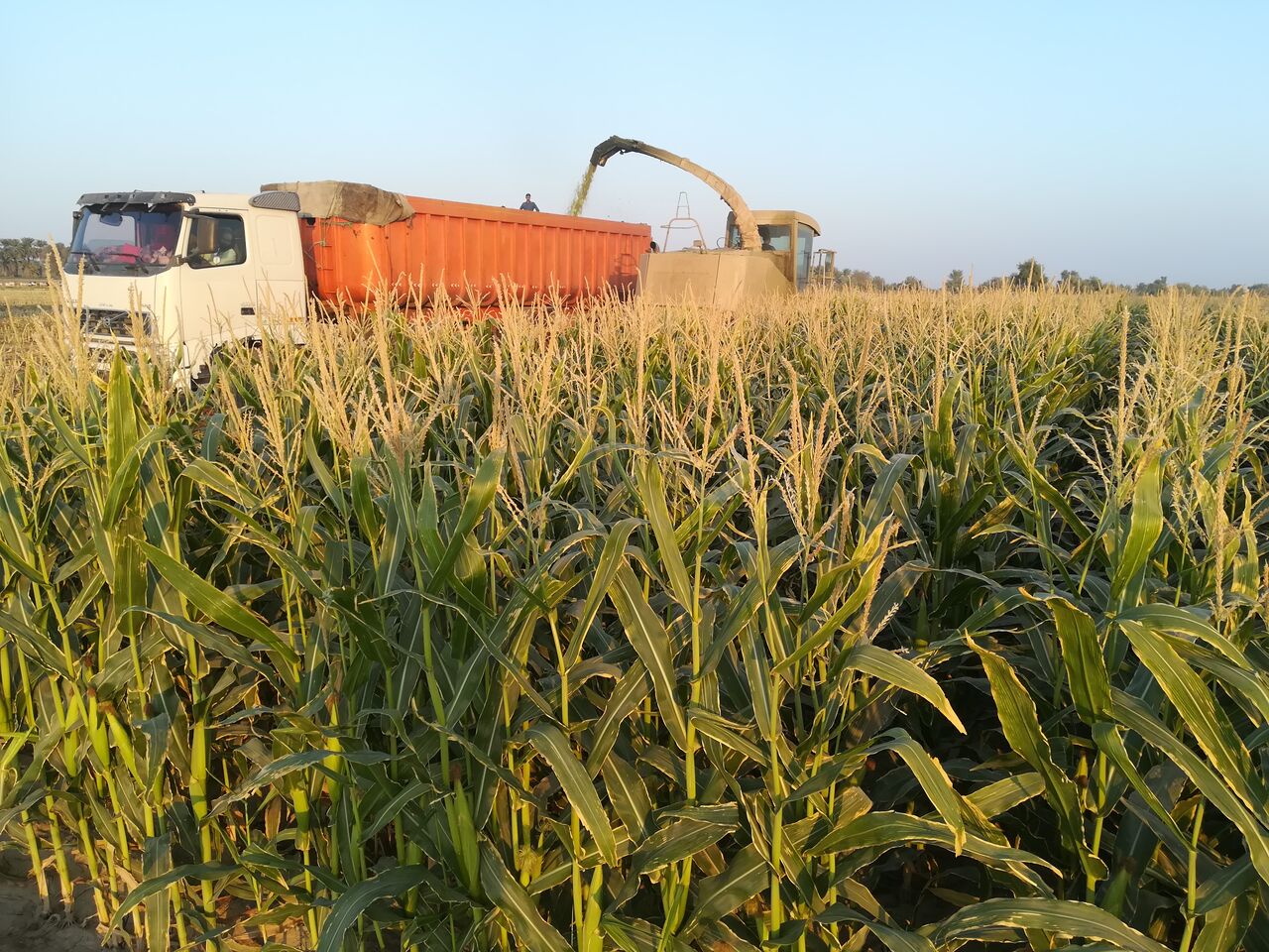بیش از ۵۳ هزار تن ذرت در کهگیلویه و بویراحمد برداشت شد