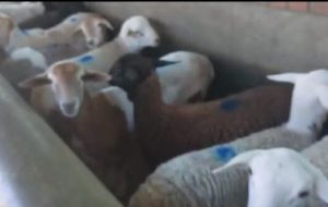 قیمت جدید دام زنده اعلام شد/ قیمت واقعی گوشت چقدر است؟ قیمت جدید دام زنده اعلام شد/ قیمت واقعی گوشت چقدر است؟