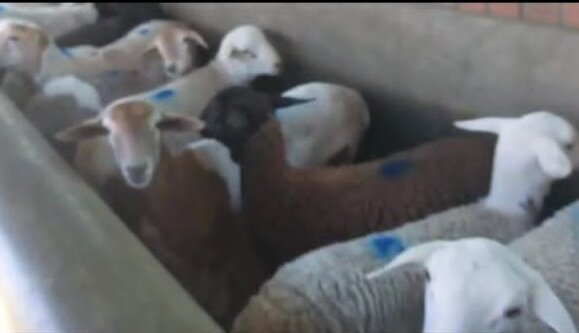 قیمت جدید دام زنده اعلام شد/ قیمت واقعی گوشت چقدر است؟