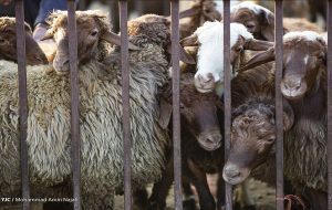 قیمت هرکیلو دام زنده در آستانه ایام محرم ۲۷۵ هزارتومان