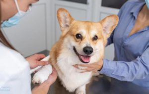 روش های درمان عفونت ریه در سگ‌ها که باید بدانید