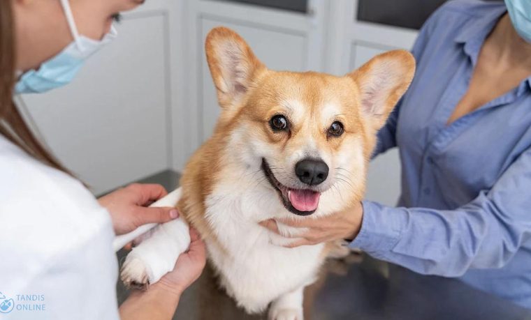 روش های درمان عفونت ریه در سگ‌ها که باید بدانید