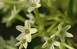 محبوبه شب: گزینهای عالی برای طراحی باغی زیبا و خوشبو محبوبه شب: گزینهای عالی برای طراحی باغی زیبا و خوشبو