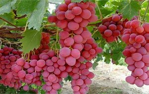 میوه بهشتی برای سلامت قلب، مغز و چشم؛ معجزه‌ای به نام انگور