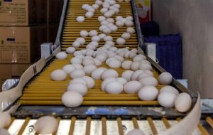 افزایش بی سابقه قیمت تخم مرغ / قیمت یک شانه تخم‌مرغ به ۲۴۵ هزار تومان رسید