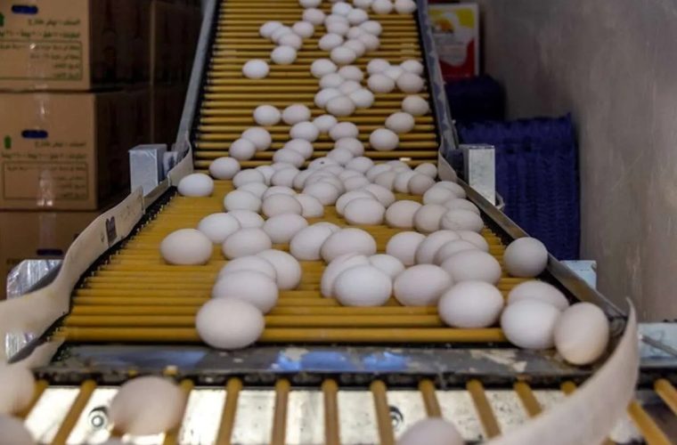 افزایش بی سابقه قیمت تخم مرغ / قیمت یک شانه تخممرغ به ۲۴۵ هزار تومان رسید افزایش بی سابقه قیمت تخم مرغ / قیمت یک شانه تخممرغ به ۲۴۵ هزار تومان رسید
