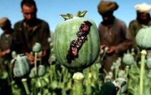 ستاد مبارزه با مواد مخدر: کشت خشخاش و شاه‌دانه در کشور ممنوع است